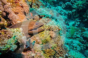 Giant Morey Eel in the Red Sea