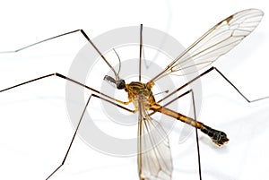 Giant Mosquito