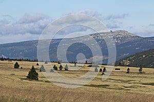 Giant Mountines meadow with solitary spruce near Labska bouda photo