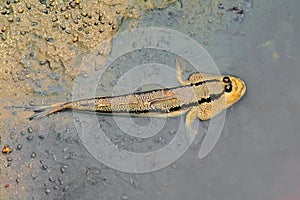 A giant mudskipper on mudflat