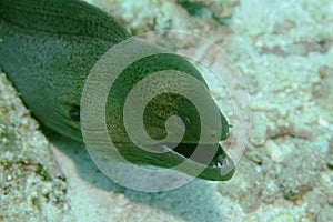 Giant Muray Eel