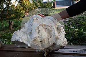 Giant mushroom fungus