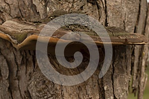 Giant mushrooms in a dry trunk photo