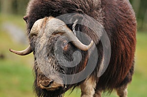 Giant musk ox photo