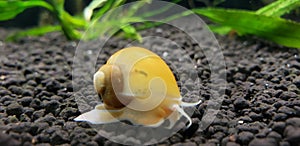 Giant mystery snail