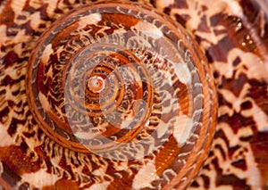 Giant Nautilus shell outside pattern