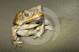 Giant Neotropical Toad, Marino Ballena National Park, Costa Rica