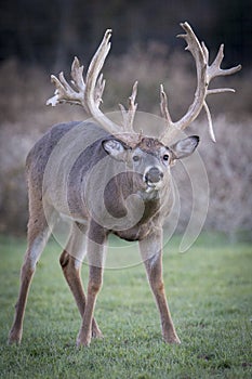 Giant non-typical whitetail buck searching for doe