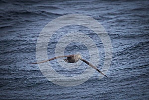 Giant northern petral flies low to the water following ship