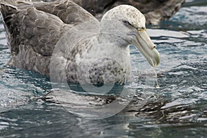 Giant Northern Petrel