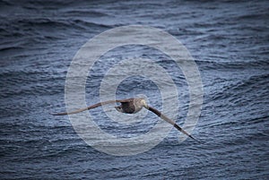 Giant northern petrel flies low to the water following ship