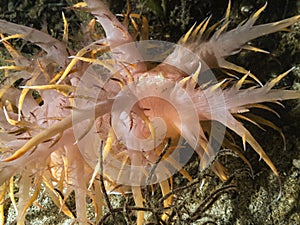 Giant Nudibranch Dendronotus irus