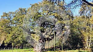 A giant oak in sherwood forest