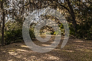 Welcome to Nature`s Arched Pathway
