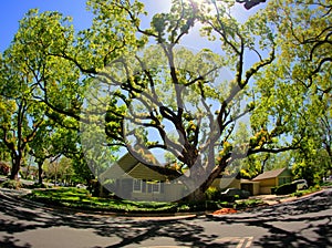 Giant oak tree in this established neighborhood