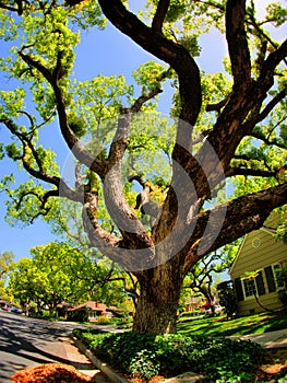 Giant oak tree in this established neighborhood