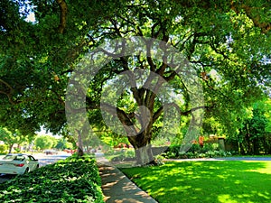 Giant oak tree in this established neighborhood