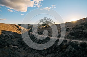 Giant Oak Tree on a Hill in Cheeseboro and Palo Comado Canyon, Santa Monica Mountains