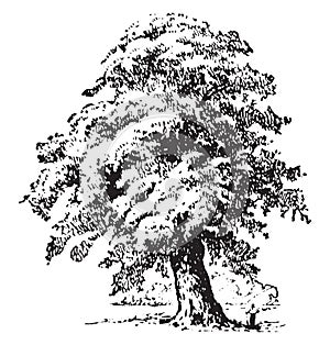 Giant Oak Tree vintage illustration