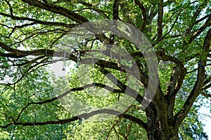 Giant oak tree with wedding bells on branches