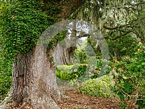 Giant Oaks in the Garden