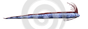 Giant oarfish Regalecus glesne isolated on white background