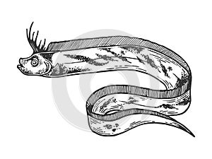 Giant oarfish sketch engraving vector