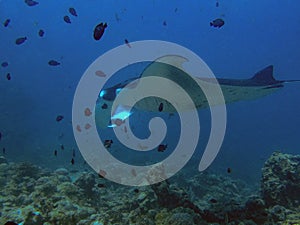 A giant oceanic Manta Ray Manta birostris