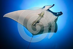 Giant Oceanic Manta Ray Manta birostris with attached Remora swimming in a clear blue ocean