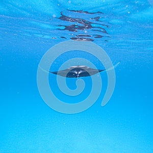 Giant oceanic manta ray, Manta Birostris ,hovering in blue ocean on Maldives islands