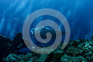 The giant oceanic manta ray Mobula birostris