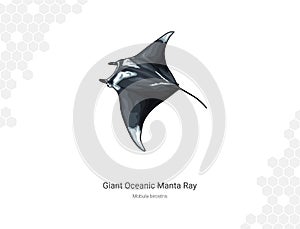 Giant oceanic manta ray - Mobula birostris illustration photo