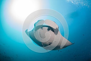 A giant oceanic manta ray swimming overhead