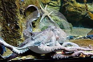 Giant octopus arm - Enteroctopus dofleini