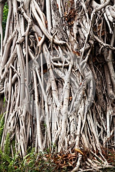 Giant old banyan tree with tangled trunks