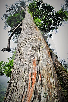 Giant old tree