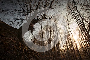 Giant old tree in autumn forest at autumn at sunset