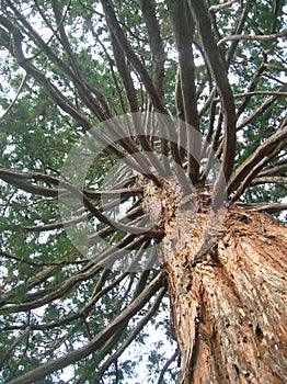 giant old tree close-up