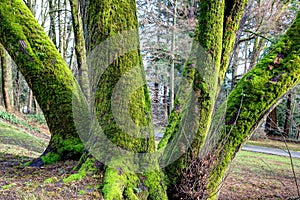 Giant old tree with moss on bark