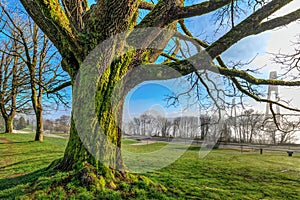 Giant old tree with moss on bark