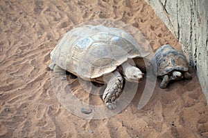 Giant old turtle, and baby, on sand