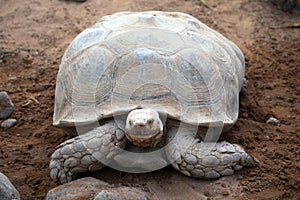 Giant old turtle on sand