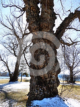 Giant old Willow tree in Otisco Lake Park Eastern FingerLakes NYS