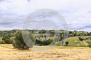 A giant olive tree standing alone in a cleanly cut field, in the background forests, cypresses, cultivated fields photo