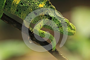 Giant one-horned chameleon