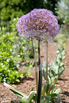 Giant onion, Allium giganteum