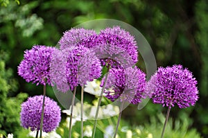 Giant Onion (Allium Giganteum)