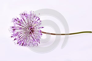 Giant Onion Allium Giganteum flower isolated on white background