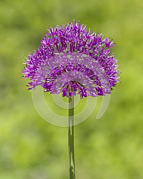 Giant onion, Allium Giganteum photo