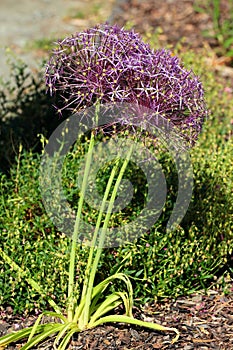 Giant onion flower, or Allium giganteum, in a garden